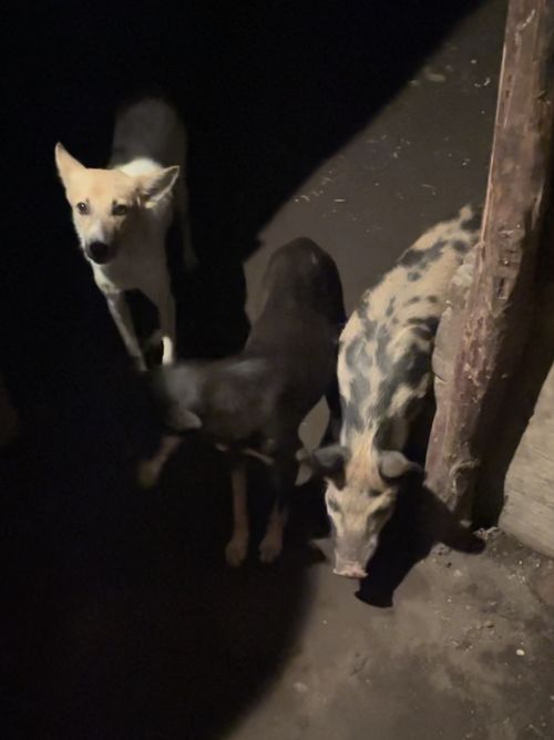 animals in the kitchen