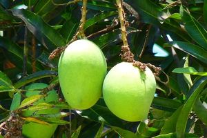 mango tree