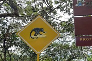 monkey sign